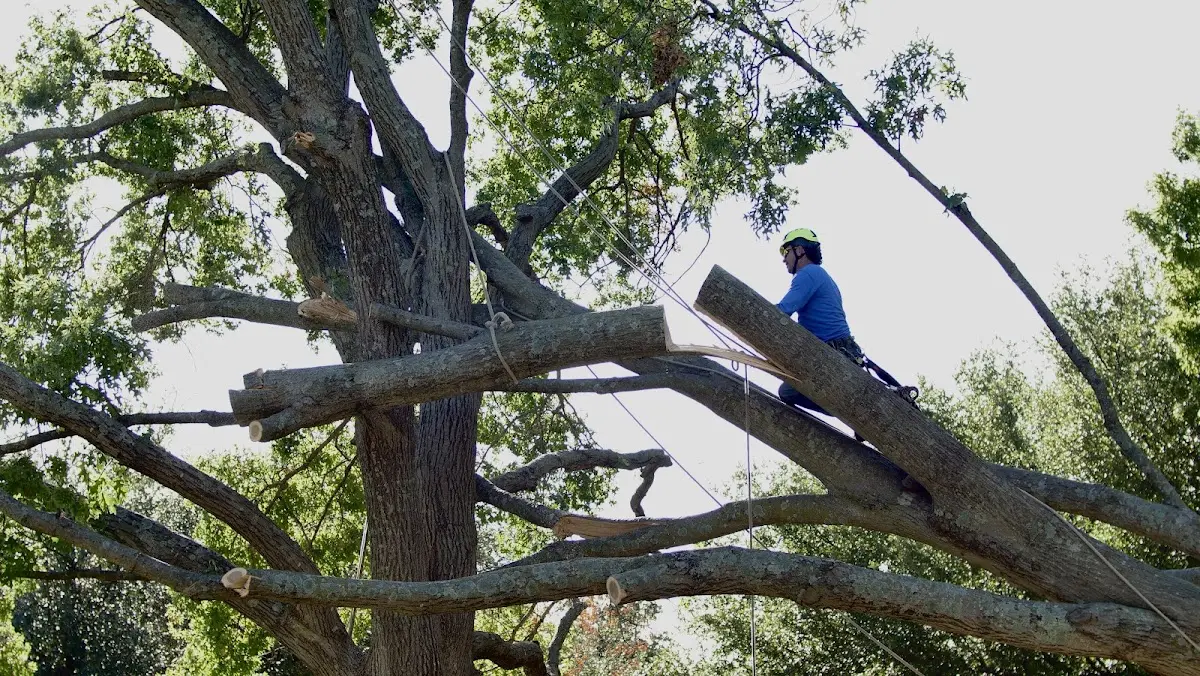 Professional Crown Thinning performed by certified arborists in Van Meter